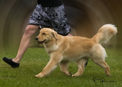 jackson golden retrievers nb nikmor goldens golden retrievers quispamsis new brunswick canada jackson golden retrievers nb nikmor goldens golden retrievers quispamsis new brunswick canada