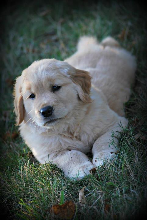 jackson golden retrievers nb nikmor goldens golden retrievers quispamsis new brunswick canada jackson golden retrievers nb nikmor goldens golden retrievers quispamsis new brunswick canada