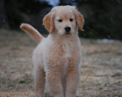 golden retriever new brunswick nikmor goldens golden retrievers quispamsis new brunswick canada golden retriever new brunswick nikmor goldens golden retrievers quispamsis new brunswick canada